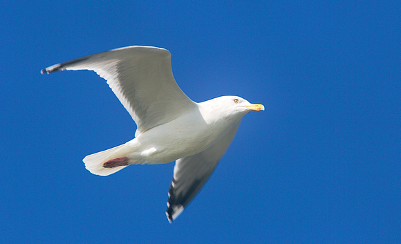 Herring Gull Mar 18 2014 Padre  380