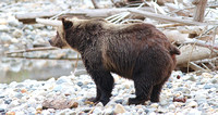 Grizzly 14 Oct 20 2013