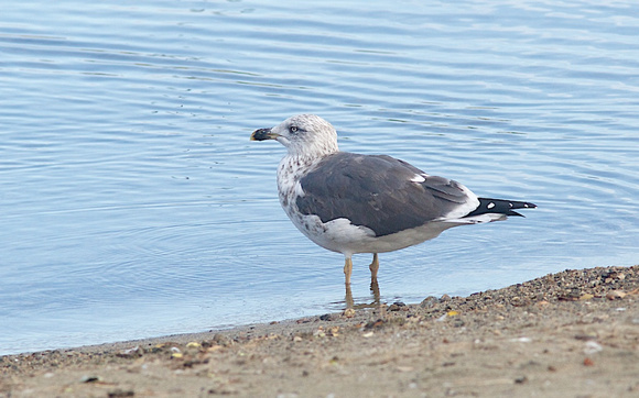 Lesser  Black-backed Gull Oct 14 2014 Penticton Third cycle  283