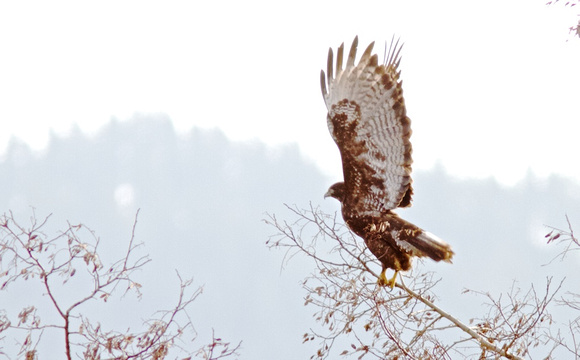 Harlan's Redtail Hawk Jan 15 2014 Sumas  253
