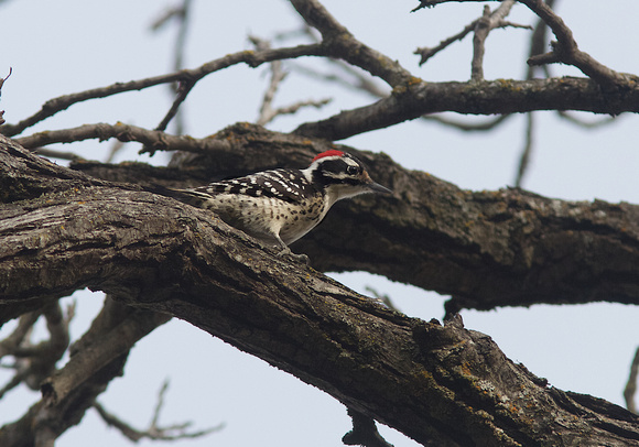 Nuttall's Woodpecker Feb 4 2015 Solano  859