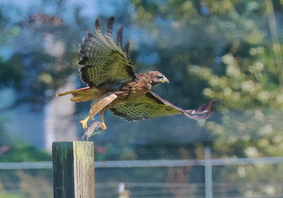 Red-tailed Hawk Aug 25 2022 Matsqui - 1 of 1