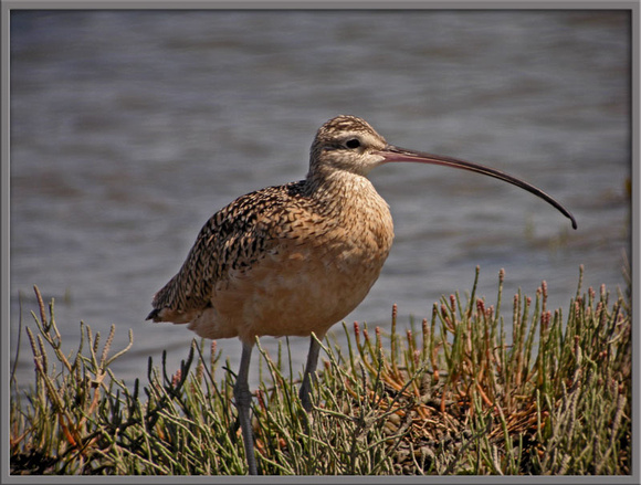 Long-billed-curlew-3-Aug