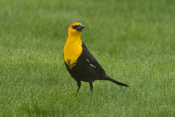 Yellow-headed Blackbird Apr 3 2022 S. Sumas Chilliwack - 1 of 3
