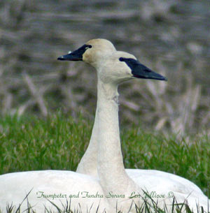 Trumpeter and Tundra-swan