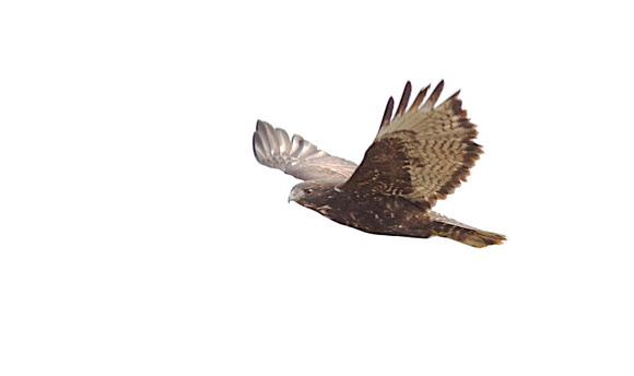 Harlan's Redtail Hawk 3 Jan 15 2014 Sumas  255