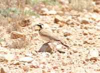 Horned lark May 12 2014 Buenos Aires NWR  1240